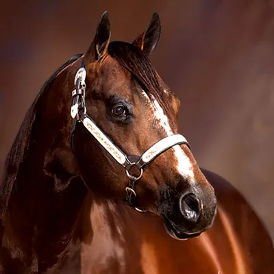 NSBA Breeders' Championship Futurity Details