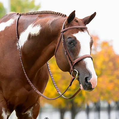 NSBA Breeders' Championship Futurity Details