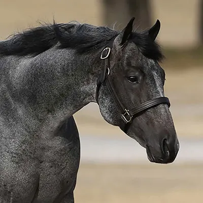 Breeders Invitational Details