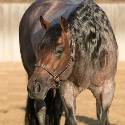 Breeders Invitational Details