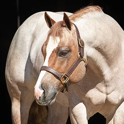NSBA Breeders' Championship Futurity Details