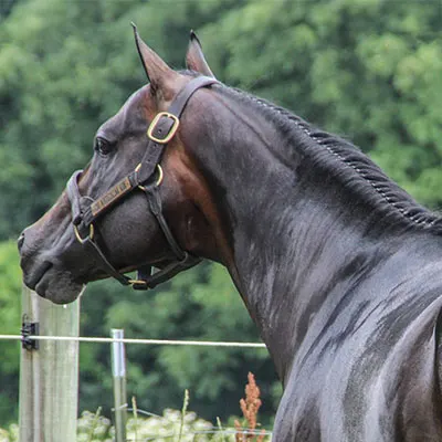 NSBA Breeders' Championship Futurity Details