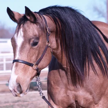 Cee Dun It Do It Cee Dun It Do It