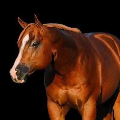 NSBA Breeders' Championship Futurity Details