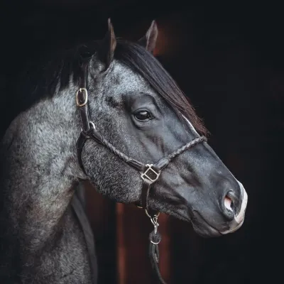 ARHA Roan to Riches Details ARHA Roan to Riches Details