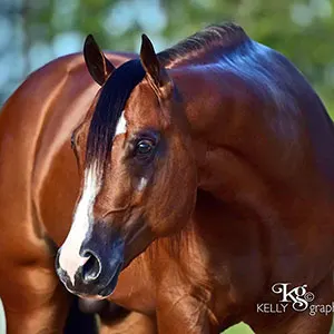 Premier Sires Details