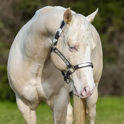 Arabian Working Western Association Nominated Stallion Details