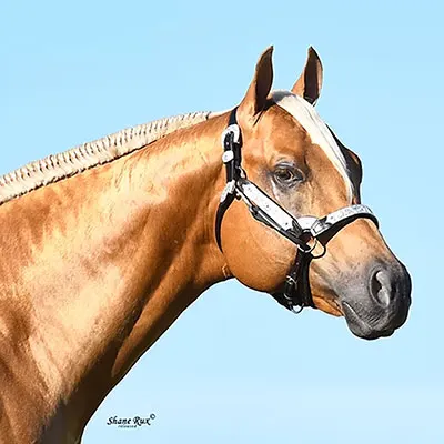 World Conformation Horse Association Big Money Futurity Details