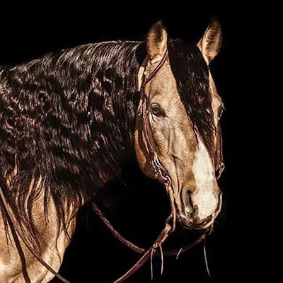 NRHA Sire & Dam Details