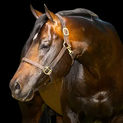 Premier Sires Details