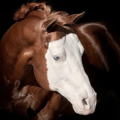 Colonels Smoking Gun