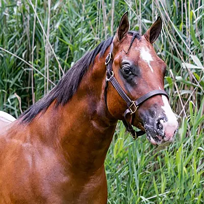 Concrete Star Arising