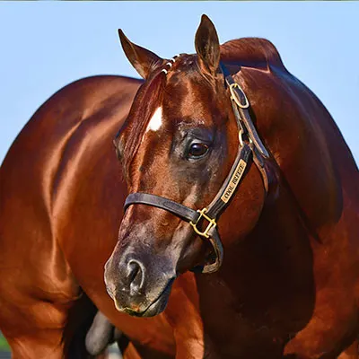 NSBA Breeders' Championship Futurity Details