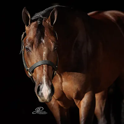 Premier Sires Details