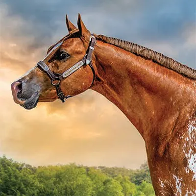 Iron Horse Ranch Appaloosa Halter Futurity Details