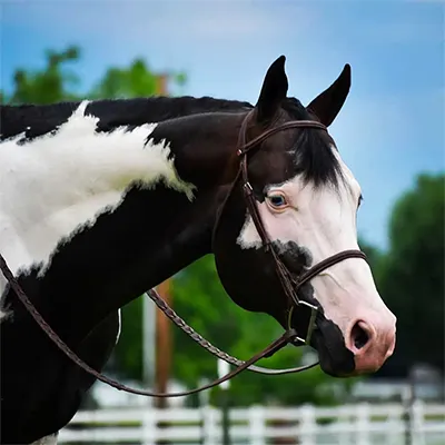 NSBA Breeders' Championship Futurity Details