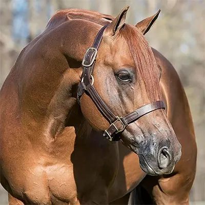 Super Sires Details