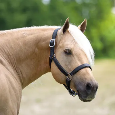 Legends of the South Stallion Incentive Program Details