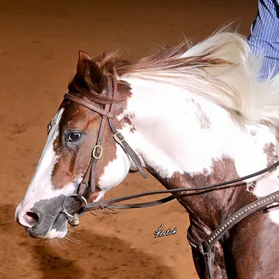 Cash for Color Stallion Program Details