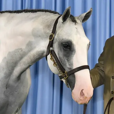 NSBA Breeders' Championship Futurity Details