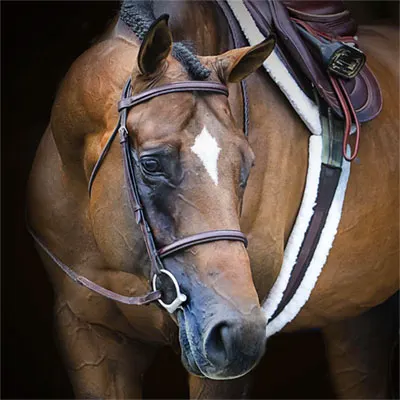 NSBA Breeders' Championship Futurity Details