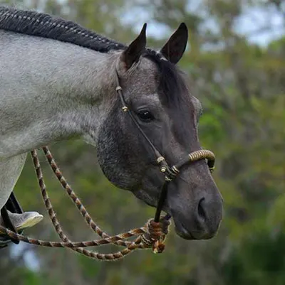 ARHA Roan to Riches Details ARHA Roan to Riches Details