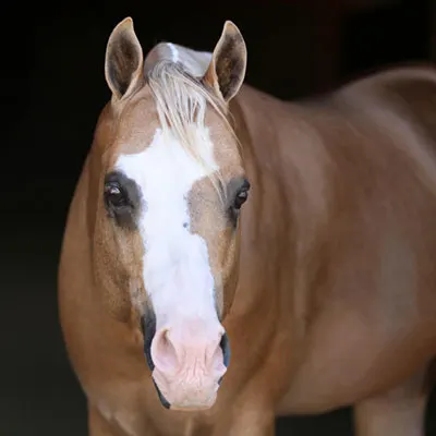 NSBA Breeders' Championship Futurity Details