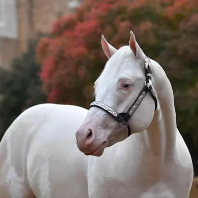 NSBA Breeders' Championship Futurity Details