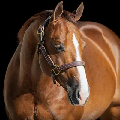 Breeders Invitational Details