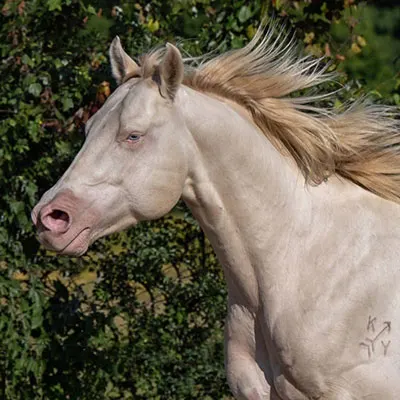 Legends of the South Stallion Incentive Program Details