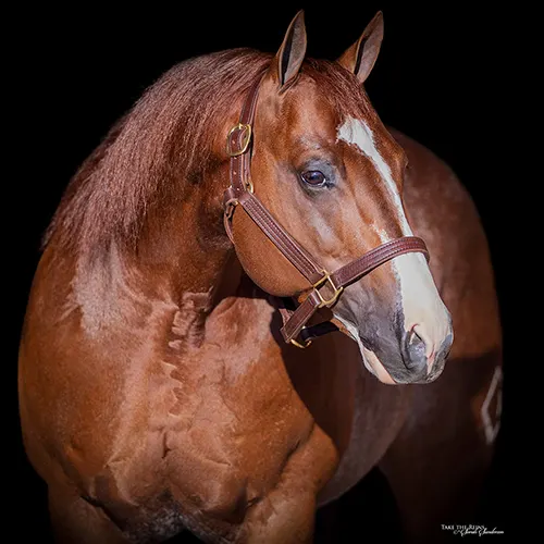 Breeders Invitational Details