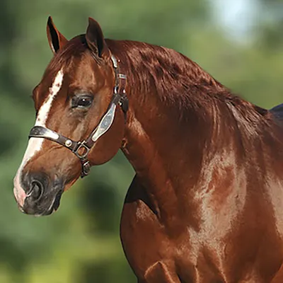 Breeders Invitational Details