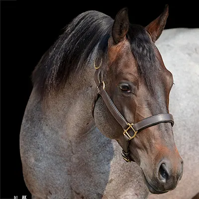 National Reined Cow Horse Association Details