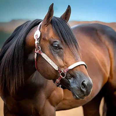 Southern Arizona Barrel Racing Association Details