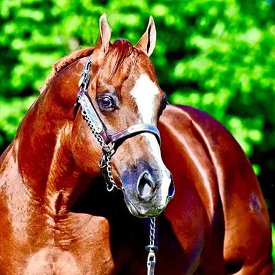 World Conformation Horse Association Big Money Futurity Details