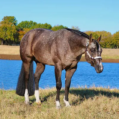 NSBA Breeders' Championship Futurity Details