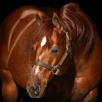 NRHA Sire & Dam Details