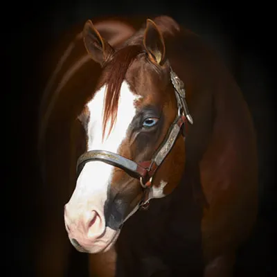 NRHA Sire & Dam Details