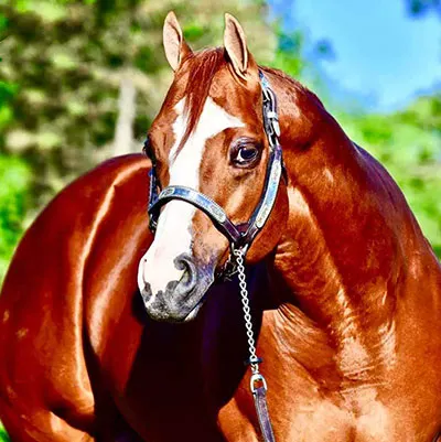 Oklahoma Palomino Exhibitors Association Go For the Gold Futurity Details