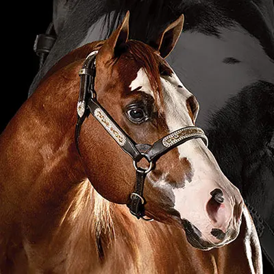 World Conformation Horse Association Big Money Futurity Details