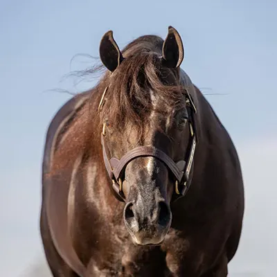 NSBA Breeders' Championship Futurity Details