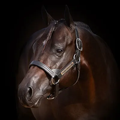 NSBA Breeders' Championship Futurity Details