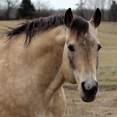 NSBA Breeders' Championship Futurity Details