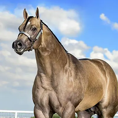 World Conformation Horse Association Big Money Futurity Details