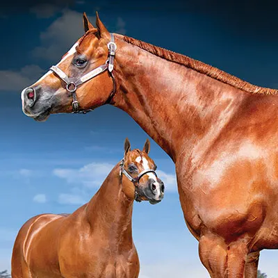 World Conformation Horse Association Big Money Futurity Details
