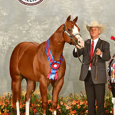 World Conformation Horse Association Big Money Futurity Details