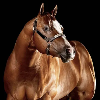 World Conformation Horse Association Big Money Futurity Details