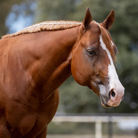 NSBA Breeders' Championship Futurity Details