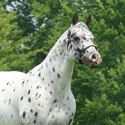 Iron Horse Ranch Appaloosa Halter Futurity Details
