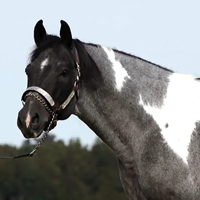 Cash for Color Stallion Program Details
